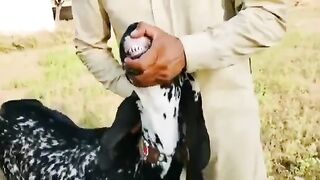 Makhee cheeni Goats or bachy