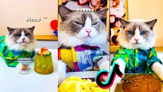 Cats make food 2023 "That Little Puff" Tiktok Compilation