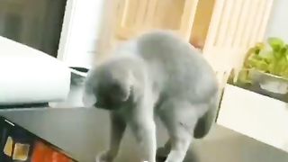 Cat knowledge.
