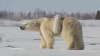 Cheerful bears, a selection // Веселі ведмеді, підбірка.