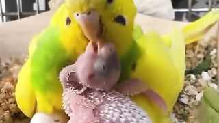 Budgies #trend