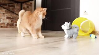 Pinky's reaction to a clockwork toy ???? British Shorthair kitten