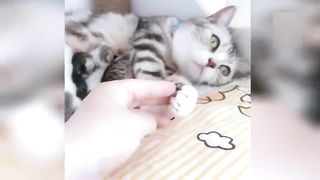 Приколы с животными