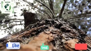 Amazing Nature Scenery & Relaxing Music