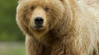Animais engraçados, urso.
