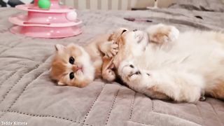 Melania bathes Pinky on a strict schedule ???? Pinky helps her mom wash her tai