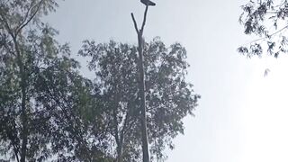 Cutting tree ????