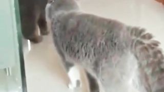 Удивительные животные