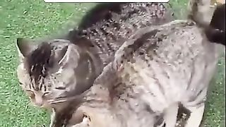 Прикольные кошки