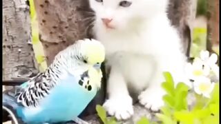 CUTE CATS AND PARROT BABY