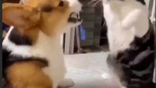 funny animals compilation