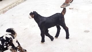 Beutifull Goats kids