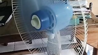 Fanny fan from genuin pack