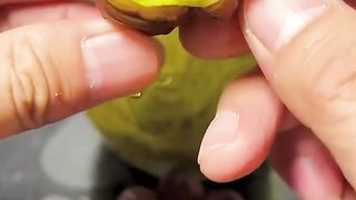 Cute animals