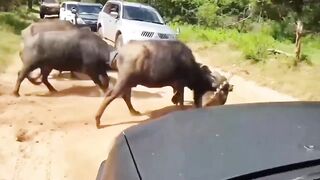 ОРЕЛ Напал На ЛЕОПАРДА! Вот Что Было Дальше...
