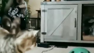 Funny ???? cats and fogs