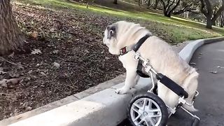 funny dog