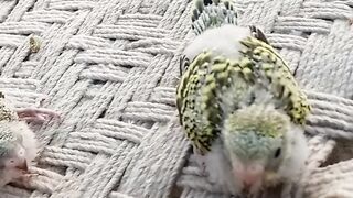 Beautiful Parrot Baby