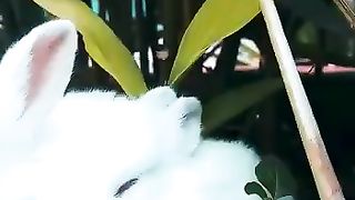 cute rabbits are like that