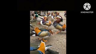 Beautiful Birds
