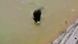 Funny cats
