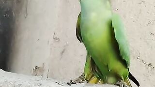 parrot talk#viralvideo
