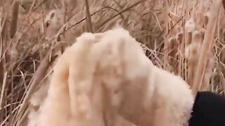 #amazing #cotton #plant