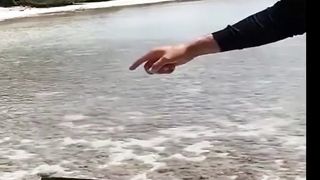 Mud Crab