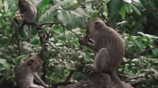 cute monkey