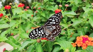 beautiful butterfly