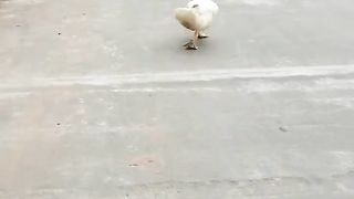 Duck running amazing | duck chammak challo style running