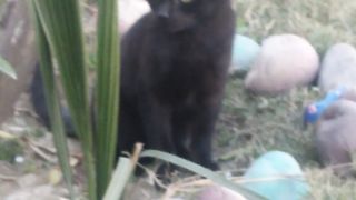 Black cat