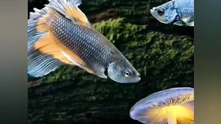 Beautiful fishes