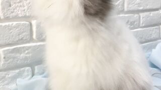 Кролик