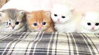 Мимишка