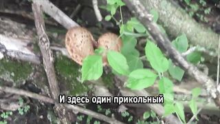Последний поход за грибами