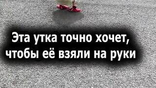 Взять утку на руки