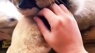 Девушка и котик