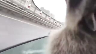 Смешные животные. Взаимная подписка и просмотр)))!