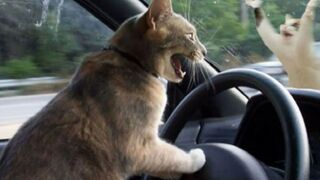 Funniest Animals 2022 - Pass the Mental Test - Challenge 2022