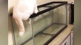 Веселые кошки