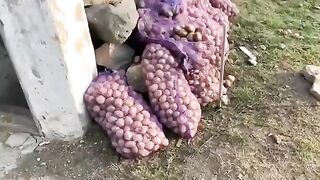 ???? картошка