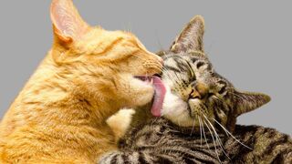 Коты прилетели )