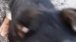 Игривый щенок