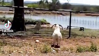 Веселые животные 3