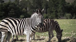 Зебри 2