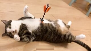The funniest animals  Fun with cats and dogs