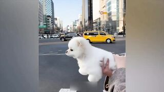 The funniest animals  Fun with cats and dogs 2