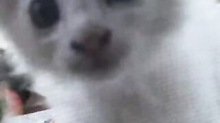 Танцующие котята
