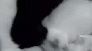 Котята сладко спят